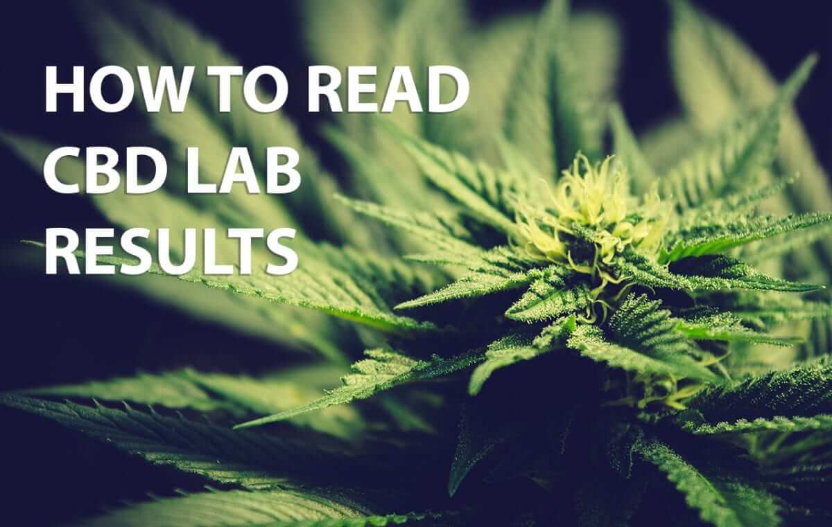 How To Read CBD Lab Tests – Hemp Daddy's Therapeutics