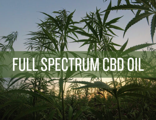 Full Spectrum CBD Oil. Why is it so important?